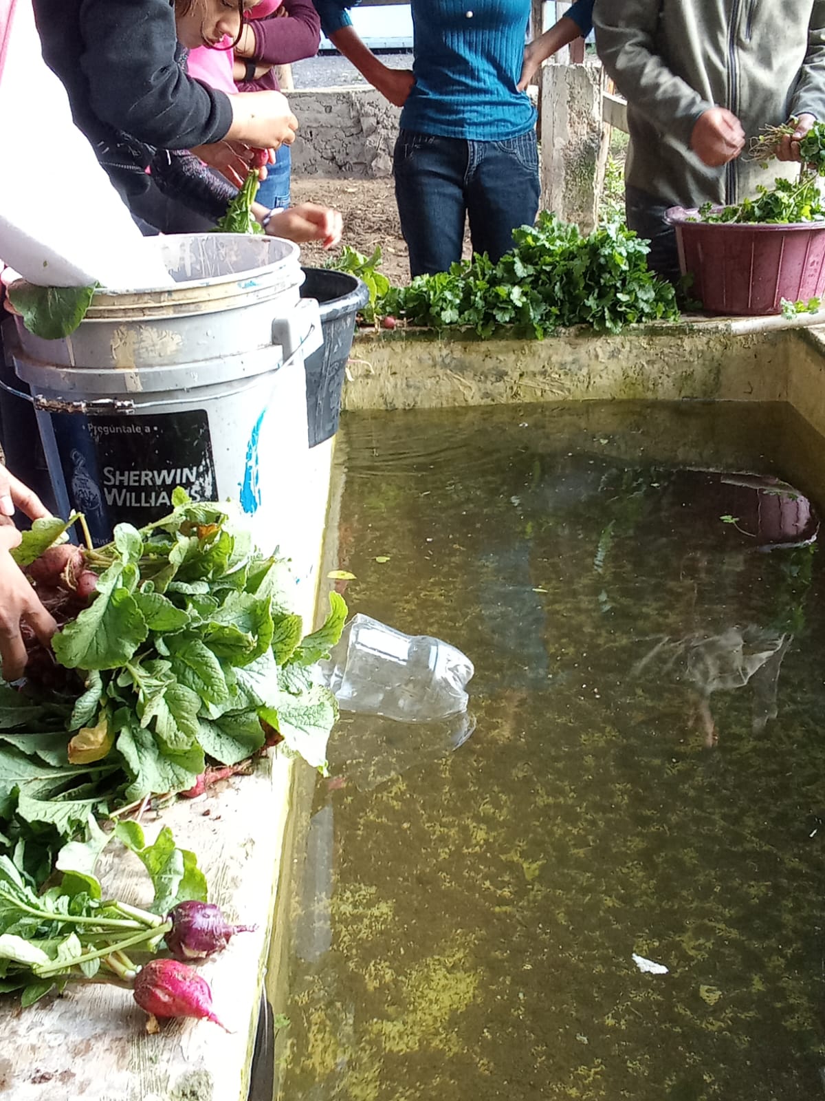 Youth washing produce